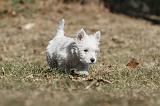WESTIE 135